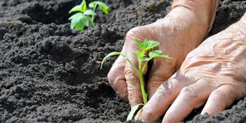Organik Tarımın Şifresi