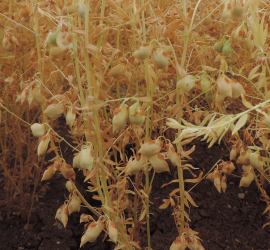 Mansur (K.MERCİMEK)