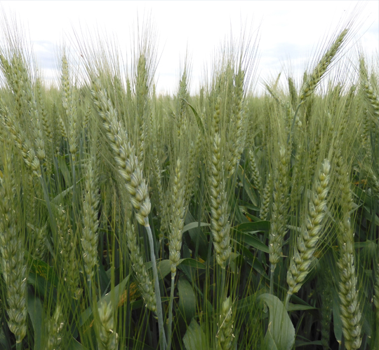 EREM ( Ekmeklik Buğday )