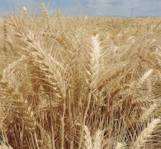 EREM ( Ekmeklik Buğday )